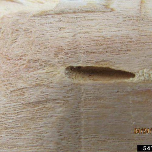 Close-up of wood with small with Emerald Ash borer damage