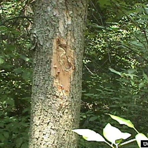 Tree trunk with Emerald Ash borer damage