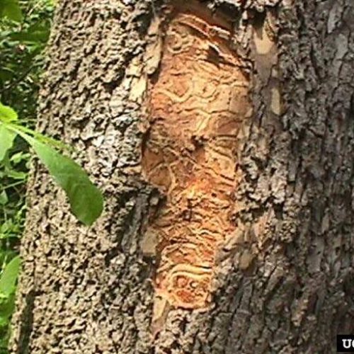 Close-up of tree bark with Emerald Ash borer damage