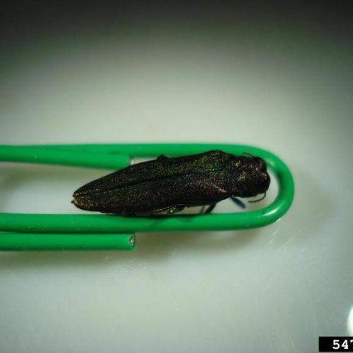 Emerald Ash borer on a green paperclip