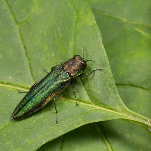 Emerald Ash borer on a leaf
