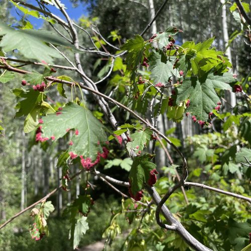 Eriophyid Mites on green leaves on forest shrub