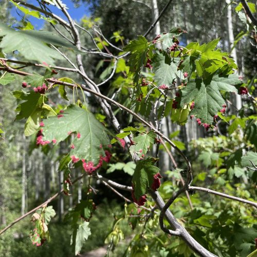 Eriophyid Mites on green-leafed branches in forest