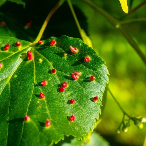 Leaf with bright red bumps containing Eriophyid mites illuminated by sunlight