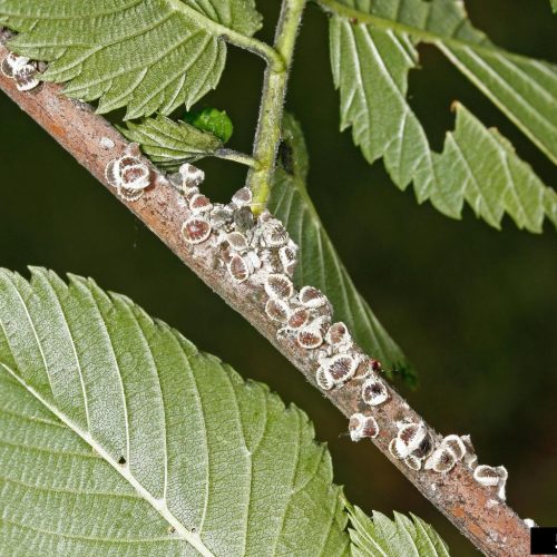 European elm scale on branch with leaves.