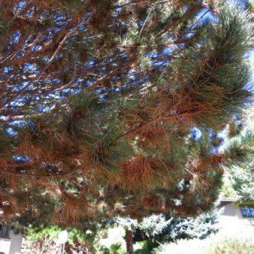 Close-up of pine tree branches with mixed green and brown needles