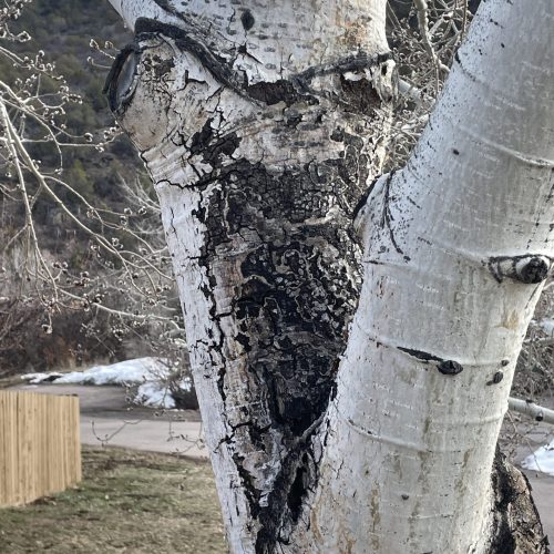 Close-up of a tree trunk with bark infested with Hypoxylon canker.