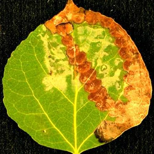 Aspen leaf with leaf Ink spot disease symptoms.