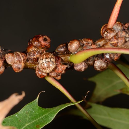 Kermes Scale insects on plant stem close-up.