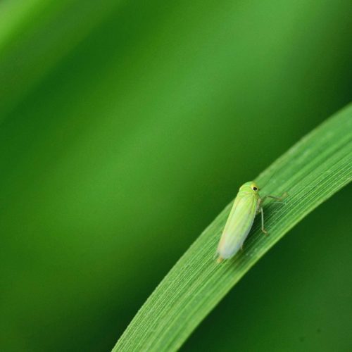Green leafhopper on vibrant leaf