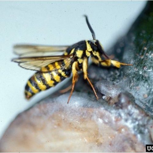 Lilac ash borer on tree branch