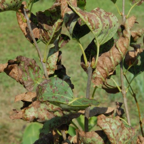 Wilted plant leaves with Lilac bacterial blight spots