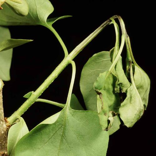 Wilted plant branch with Lilac tip blight on leaves