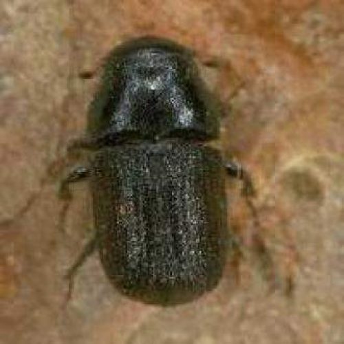 Close-up of a small black beetle on bark