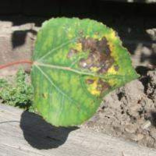 Close-up of a diseased leaf on wood