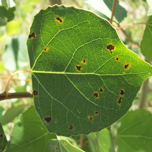 Green leaf with brown spots(Marssonina Blight), natural sunlight.
