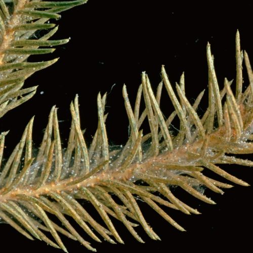 Close-up of dewy pine needles infested with mites against dark background