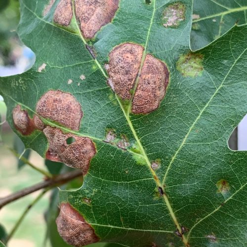 Leaf with brown spots caused by Oak leaf blister