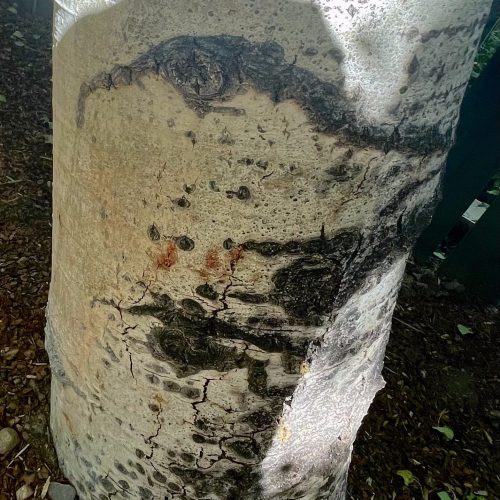Close-up of Aspen tree bark with Cytospora canker