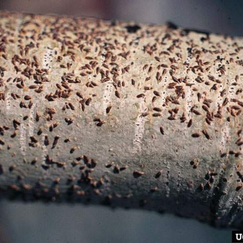 Close-up of Oyster shell infestation on tree bark