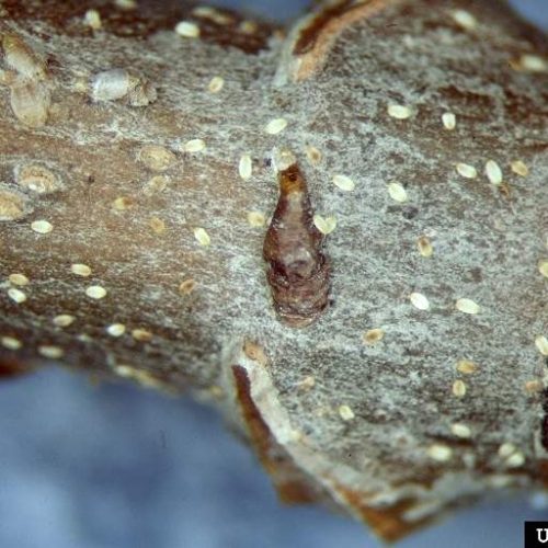 Close-up of hemlock branch with Oyster shell infestation