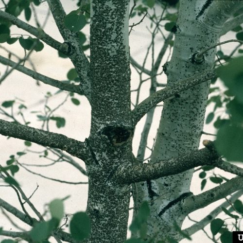 Oyster shell swarming on tree bark