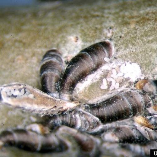 Close-up of Oyster shell swarming on tree bark