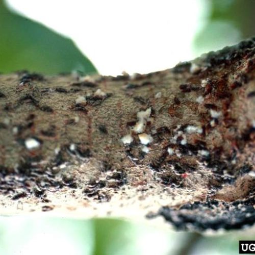 Close-up of Oyster shell swarming on tree bark