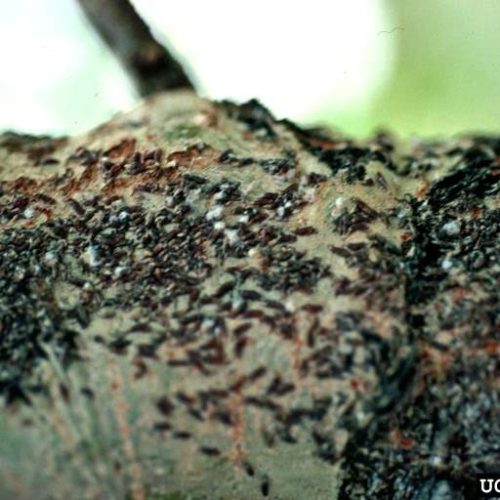 Close-up of Oyster shell swarming on tree bark