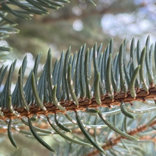 Close-up of Pine needle scale & pine needle scale crawlers on spruce needles on a branch.