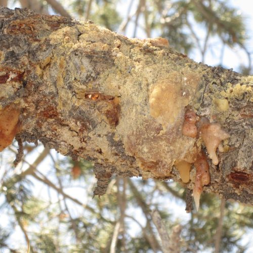 Tree sap oozing from pine branch, Pinyon Pitchmass Borer damage
