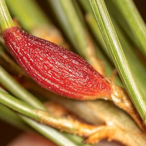 Close-up of a Pinyon Spindelgall Midge