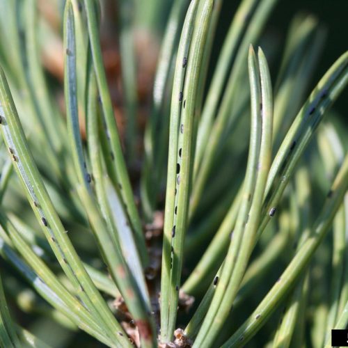 Close-up of Pinyon needle scales.