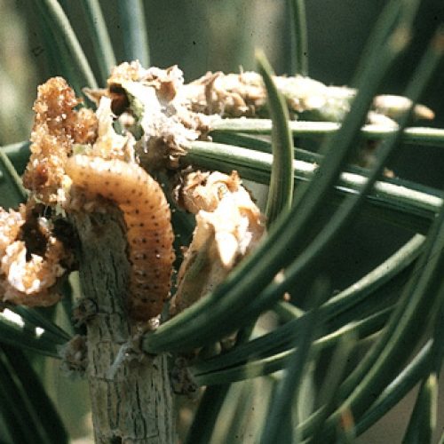 Pinyon tip moth Caterpillar feeding on pine tree branch