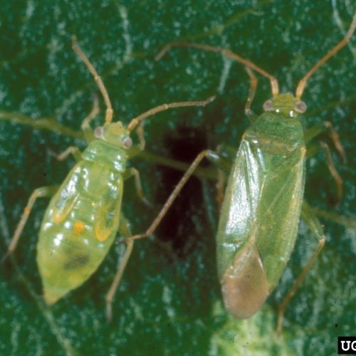 Two Plant bugs on leaf close-up