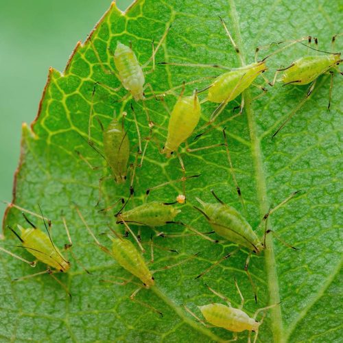 Green aphids on a leaf, close-up shot