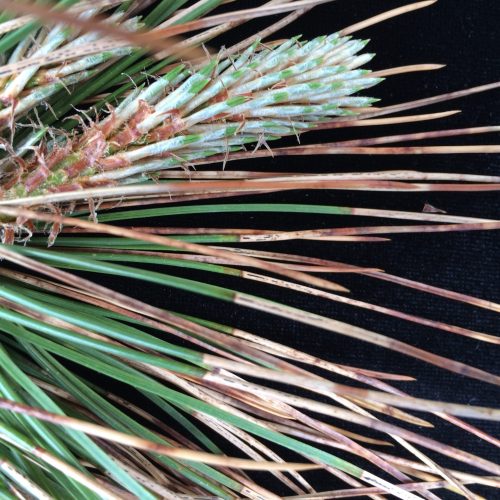 Close-up of Austrian pine needles and branch with signs of Ploioderma Needle cast fungus