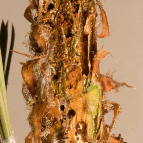 Close-up of plant stem rot damage caused by Ponderosa pine tip moth
