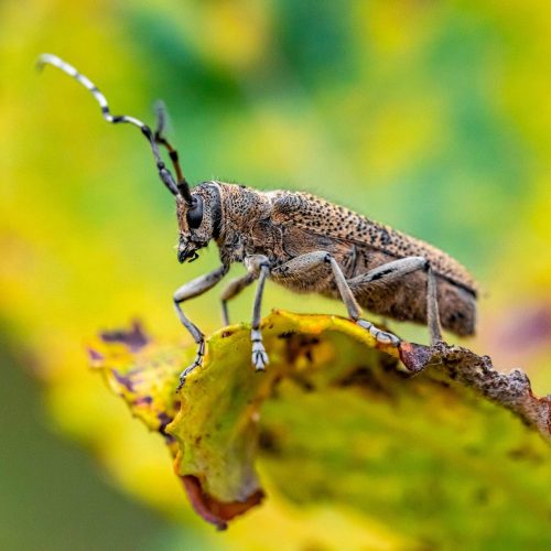Close-up of Poplar borer on colorful autumn leaf