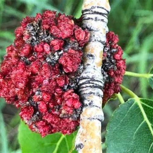 Poplar budgall mite damage on twig