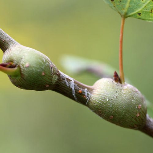 Close-up of knobby growth caused by Poplar Twiggall Fly on a plant stem.