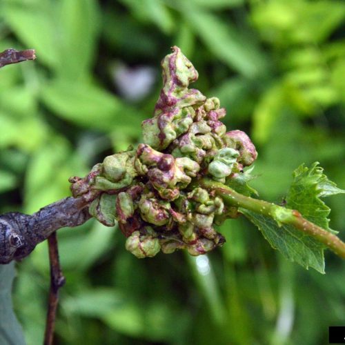 Grape leaf with Poplar vegabond aphid infestation.