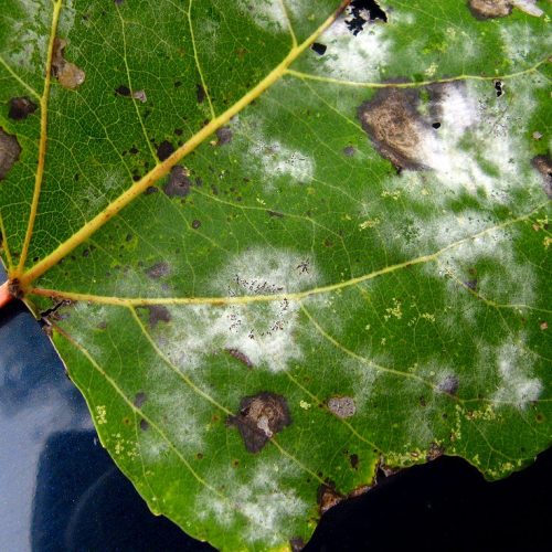 Aspen Leaf with powdery mildew spots on surface
