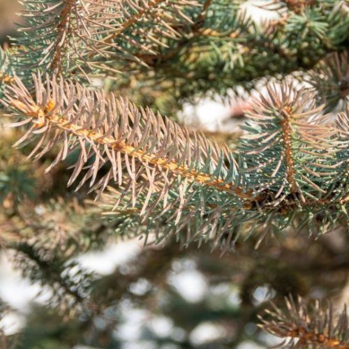 Close-up of spruce tree branches with needles with signs of Rhizosphaera Needle cast fungus