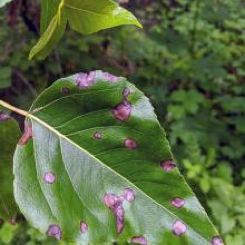 Leaf with purple spots indicating Seprotia leaf spot disease.