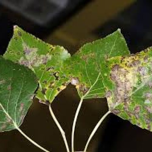 Close-up of Septoria leaf spot Disease