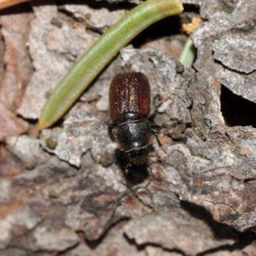 Spruce-Beetle on coarse bark close-up