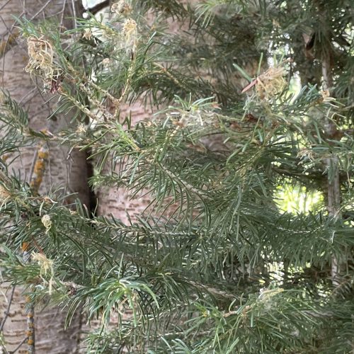 Close-up forest damage Colorado Crested Butte Spruce Bud Worm evergreen tree branches with textured bark