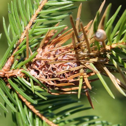Pine branch with Spruce Gall Adelgid and green needles