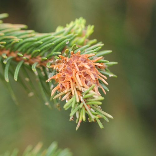 Close-up of spruce branch with developing Spruce gall